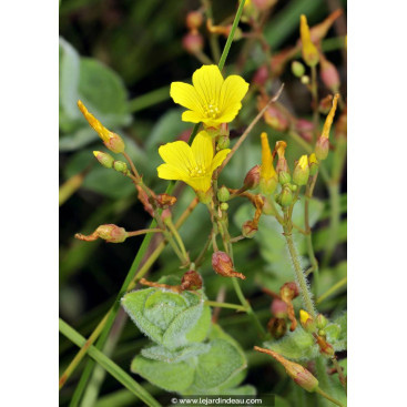HYPERICUM elodes