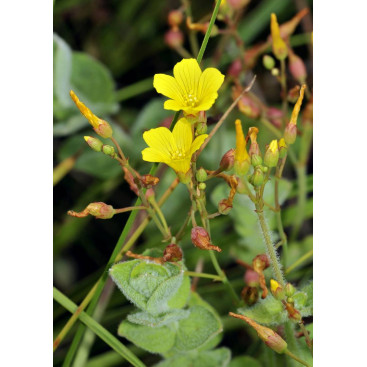 HYPERICUM elodes