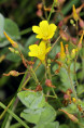 HYPERICUM elodes