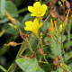 HYPERICUM elodes