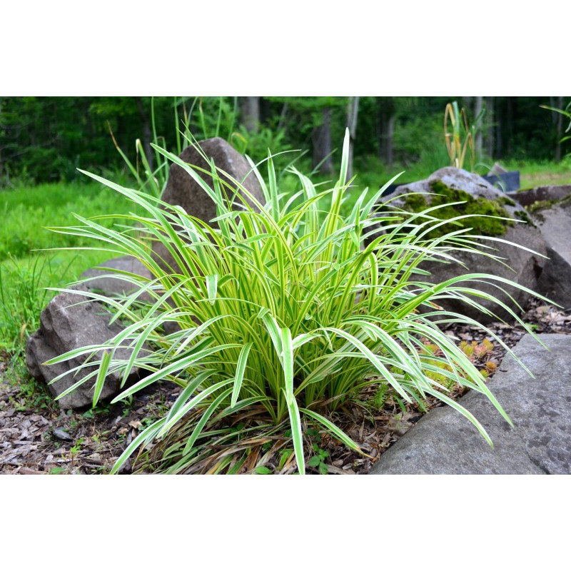 LIRIOPE muscari 'Variegata'
