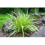 LIRIOPE muscari 'Variegata'