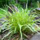 LIRIOPE muscari 'Variegata'