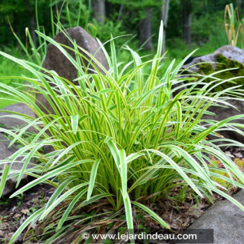 LIRIOPE muscari &#039;Variegata&#039;