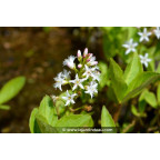MENYANTHES trifoliata MENYANTHES trifoliata
