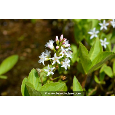 MENYANTHES trifoliata