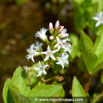 MENYANTHES trifoliata