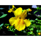 MIMULUS luteus MIMULUS luteus