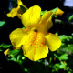 MIMULUS luteus