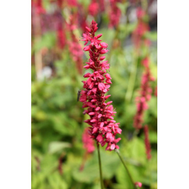 PERSICARIA amplexicaulis \'Inverleith\'