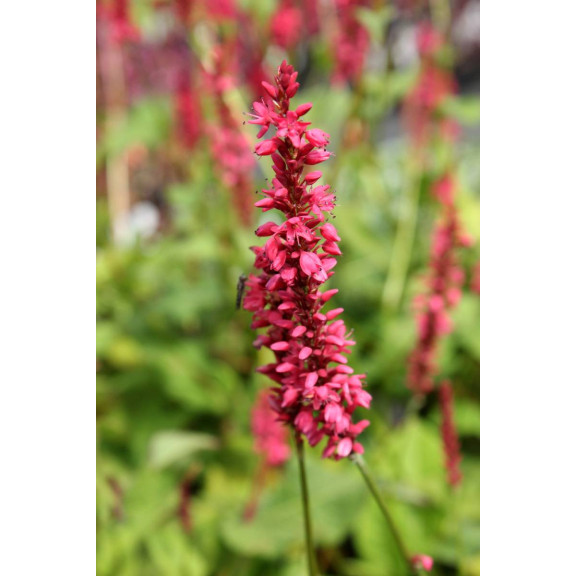 PERSICARIA amplexicaulis 'Inverleith'