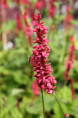 PERSICARIA amplexicaulis 'Inverleith'