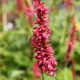 PERSICARIA amplexicaulis 'Inverleith'