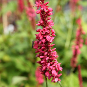 PERSICARIA amplexicaulis &#039;Inverleith&#039;