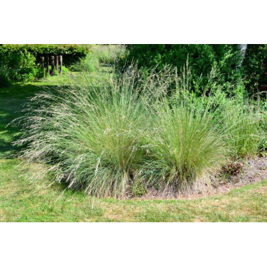 POA labillardieri