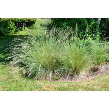 POA labillardieri