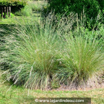 POA labillardieri