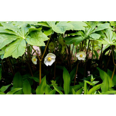 PODOPHYLLUM peltatum