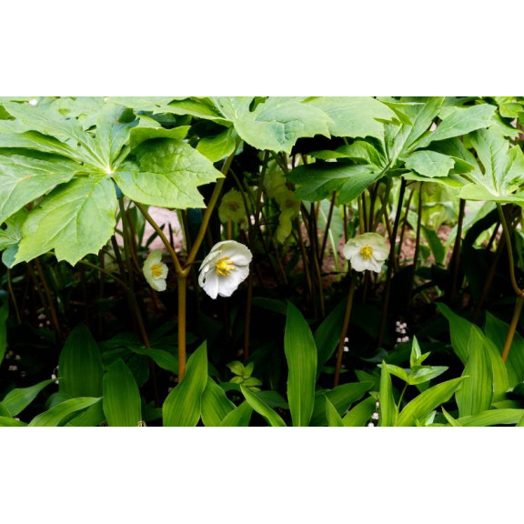 PODOPHYLLUM peltatum