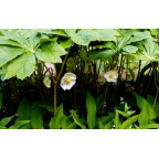 PODOPHYLLUM peltatum