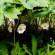 PODOPHYLLUM peltatum