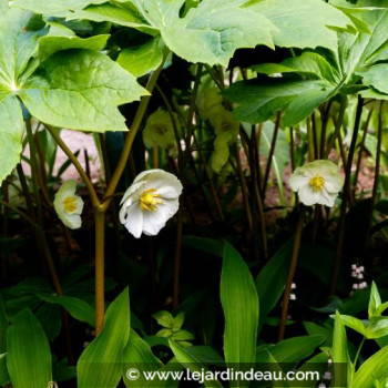 PODOPHYLLUM peltatum