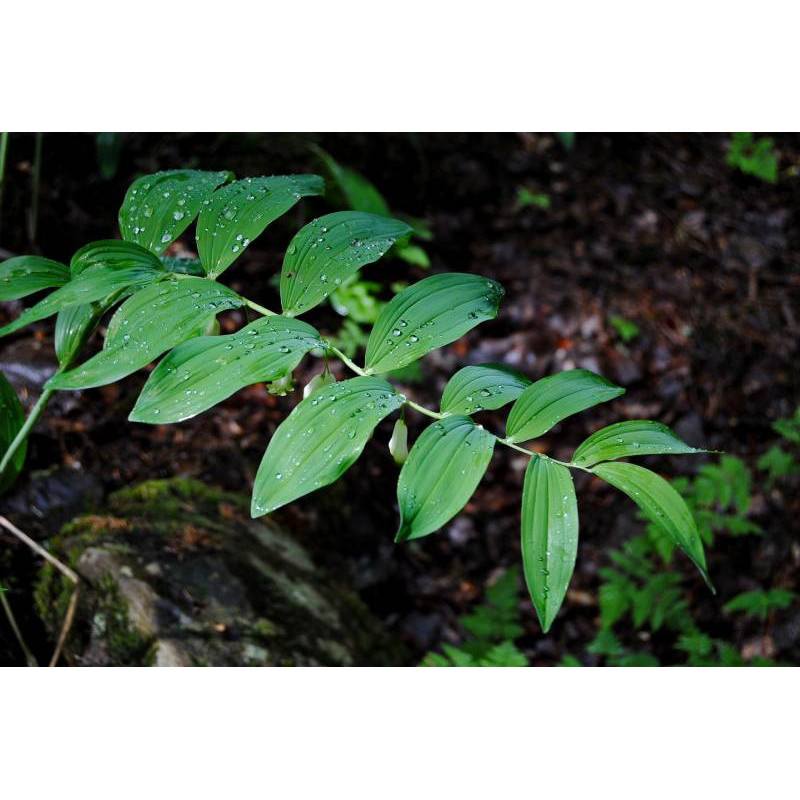 POLYGONATUM multiflorum