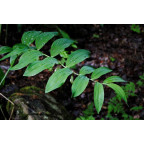POLYGONATUM multiflorum