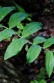 POLYGONATUM multiflorum