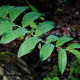 POLYGONATUM multiflorum