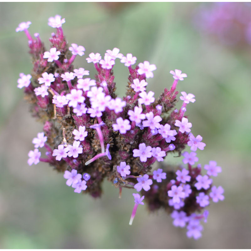 VERBENA bonariensis