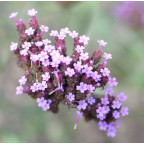 VERBENA bonariensis