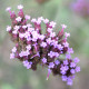 VERBENA bonariensis