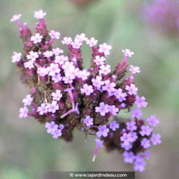 VERBENA bonariensis