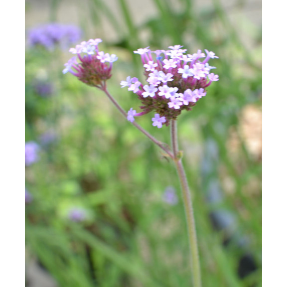 VERBENA bonariensis