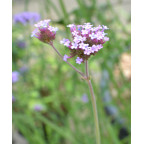 VERBENA bonariensis
