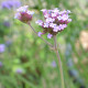 VERBENA bonariensis