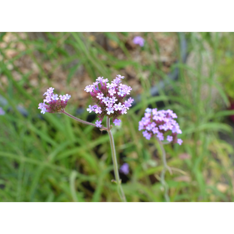 VERBENA bonariensis