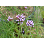 VERBENA bonariensis