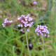 VERBENA bonariensis