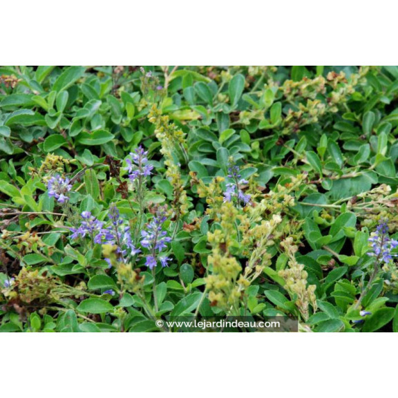 VERONICA officinalis