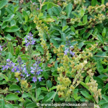 VERONICA officinalis
