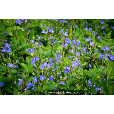 VERONICA umbrosa \'Georgia Blue\'