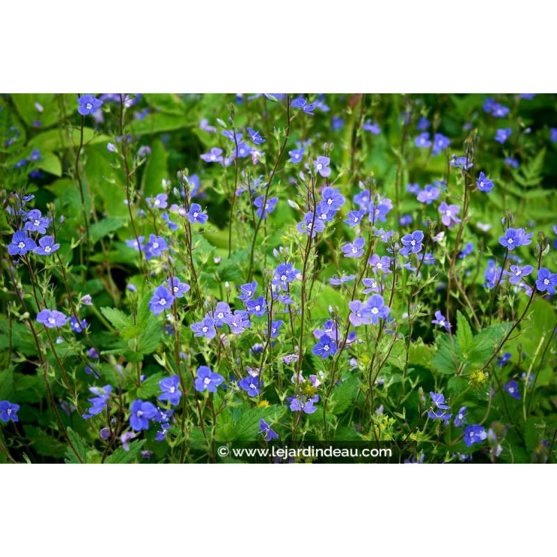 VERONICA umbrosa 'Georgia Blue'