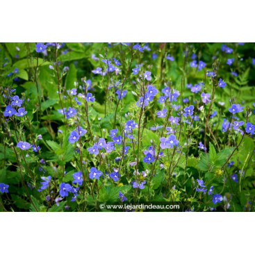 VERONICA umbrosa \'Georgia Blue\'