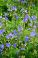 VERONICA umbrosa 'Georgia Blue'