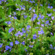 VERONICA umbrosa 'Georgia Blue'