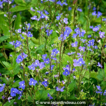 VERONICA umbrosa &#039;Georgia Blue&#039;