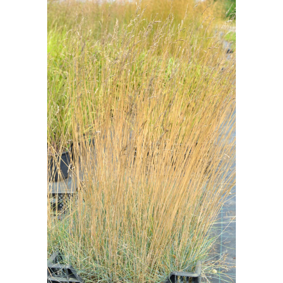 FESTUCA amethystina