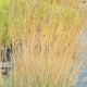 FESTUCA amethystina